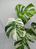 Monstera Variegata (zum aussuchen)