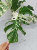 Monstera Variegata (zum aussuchen)