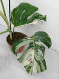 Monstera Variegata (zum aussuchen)