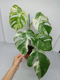 Monstera Variegata (zum aussuchen)