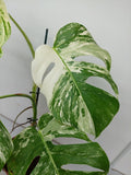 Monstera Variegata (zum aussuchen)