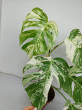 Monstera Variegata (zum aussuchen)