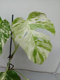 Monstera Variegata (zum aussuchen)