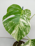 Monstera Variegata (zum aussuchen)