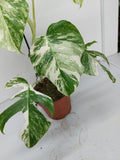 Monstera Variegata (zum aussuchen)