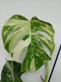 Monstera Variegata (zum aussuchen)