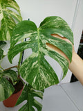 Monstera Variegata (zum aussuchen)