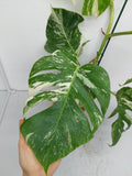 Monstera Variegata (zum aussuchen)