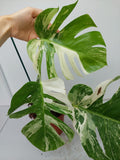 Monstera Variegata (zum aussuchen)