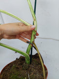 Monstera Variegata (zum aussuchen)