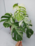 Monstera Variegata (zum aussuchen)