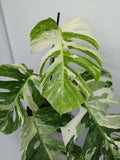 Monstera Variegata (zum aussuchen)