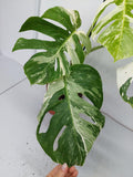 Monstera Variegata (zum aussuchen)