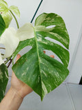 Monstera Variegata (zum aussuchen)