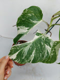 Monstera Variegata (zum aussuchen)