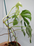 Monstera Variegata (zum aussuchen)