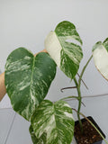 Monstera Variegata (zum aussuchen)