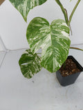 Monstera Variegata (zum aussuchen)