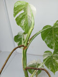 Monstera Variegata (zum aussuchen)