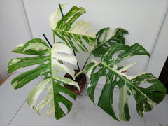 Monstera Variegata Adult