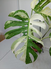 Monstera Variegata Adult