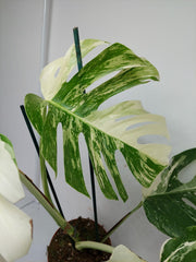 Monstera Variegata Adult