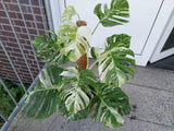 Monstera Variegata buschig