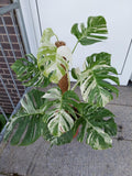 Monstera Variegata buschig