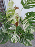 Monstera Variegata buschig