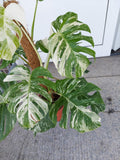 Monstera Variegata buschig