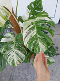 Monstera Variegata buschig