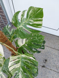 Monstera Variegata buschig