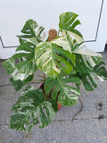 Monstera Variegata buschig