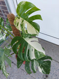 Monstera Variegata buschig