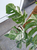 Monstera Variegata buschig