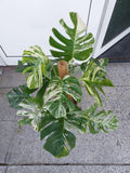 Monstera Variegata buschig