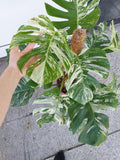 Monstera Variegata buschig