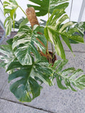 Monstera Variegata buschig