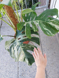 Monstera Variegata buschig