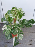 Monstera Variegata buschig