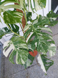 Monstera Variegata buschig