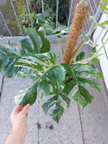 Monstera Variegata buschig