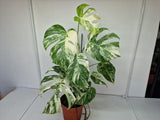 Monstera Variegata (zum aussuchen)