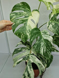 Monstera Variegata (zum aussuchen)