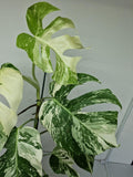 Monstera Variegata (zum aussuchen)