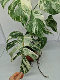 Monstera Variegata (zum aussuchen)