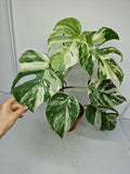 Monstera Variegata (zum aussuchen)