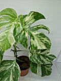 Monstera Variegata (zum aussuchen)