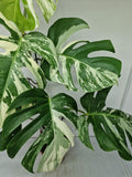 Monstera Variegata (zum aussuchen)