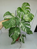 Monstera Variegata (zum aussuchen)